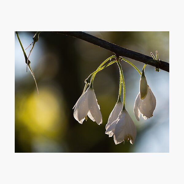 Item preview, Backlit Blossoms  designed and sold by Roger Easley.