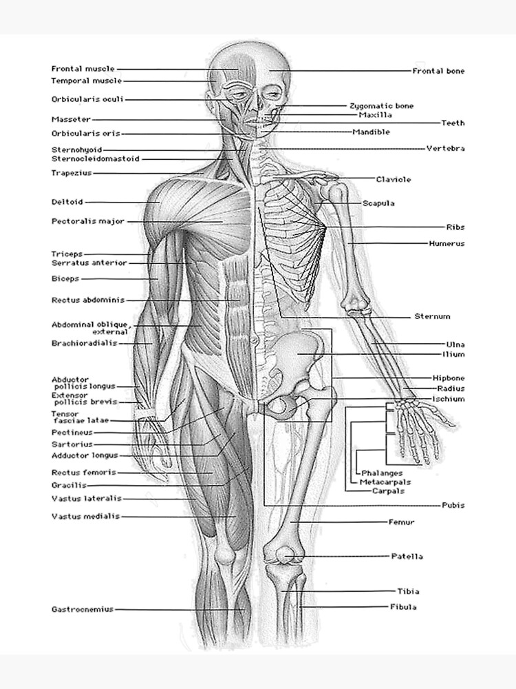 "Human Muscle Anatomy" Poster for Sale by baumquinton Redbubble