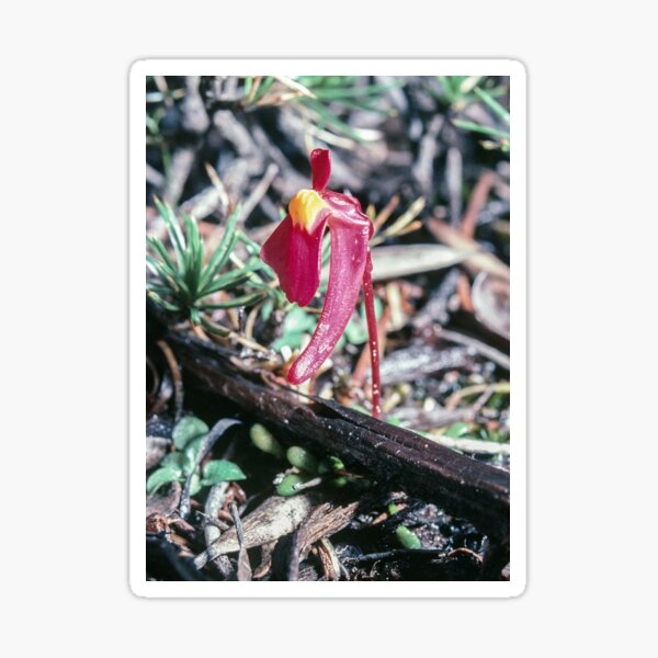Item preview, Red yellow Utricularia menziesii at French Man's Peak Esperance Western Australia 19820903 0042 designed and sold by Fred Mitchell.