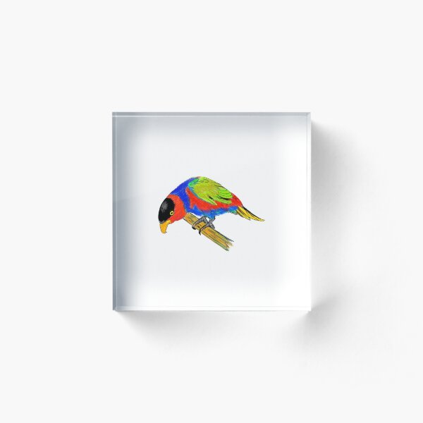 Black-capped Lory Acrylic Block