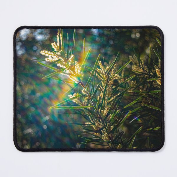 Item preview, Currawang Acacia Tree with Beautiful Rainbow Lens Flare designed and sold by FigTreeMagick.