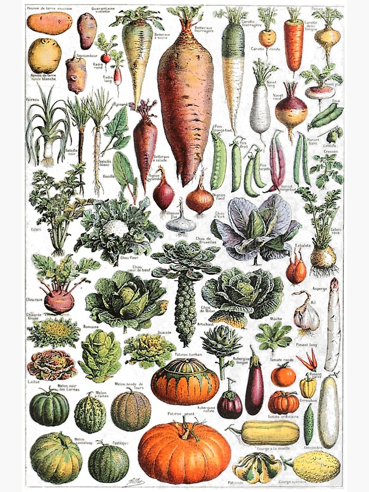 "Kitchen Vegetable Identification Reference Chart Botanical" Poster for