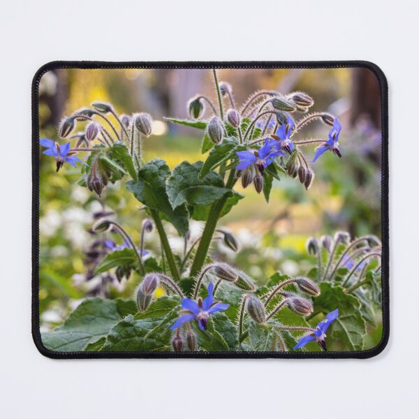 Item preview, Purple Flowering Borage in Sunlit Gardens designed and sold by FigTreeMagick.