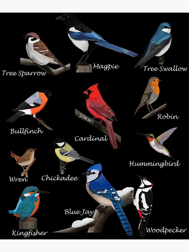 Garden Birds Cardinal Blue Jay Hummingbird Robin Wren Finch | Canvas Print