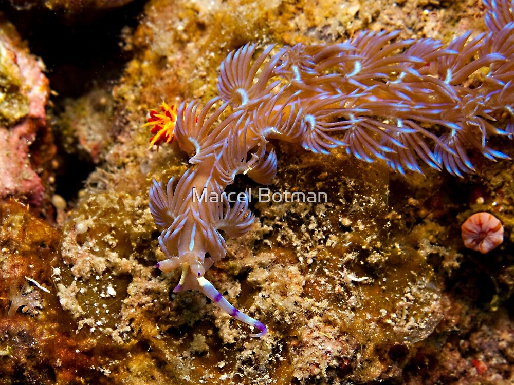 "Nudibranch" by Marcel Botman | Redbubble