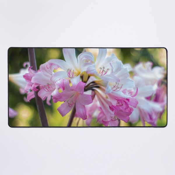 Item preview, Amaryllis Belladonna designed and sold by FigTreeMagick.