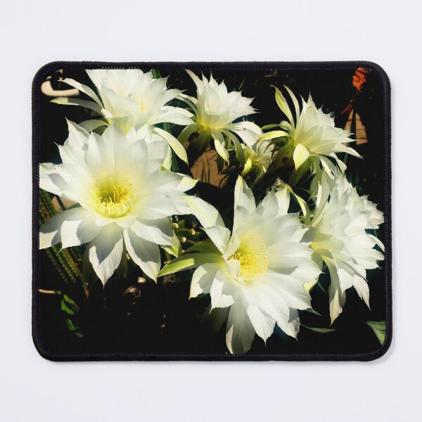 Item preview, Cactus flowers bloom in White and Yellow by Iritof designed and sold by iritof.