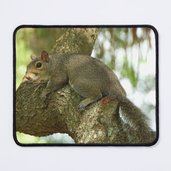 Item preview, Cute Squirrel #106 designed and sold by Jeffrey Mask.