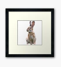 Hase Gerahmtes Wandbild