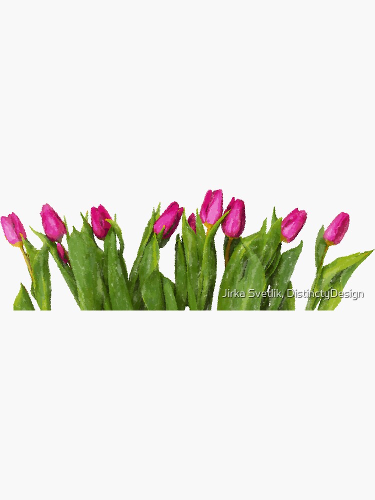 Tulip by jirkas