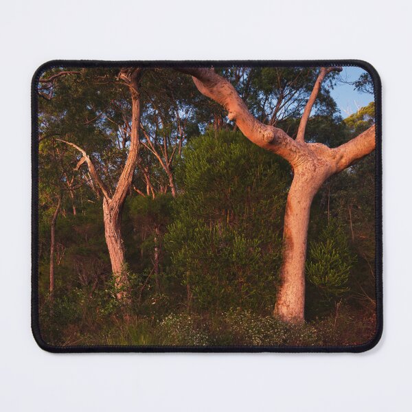 Item preview, Trees in Dawn Light designed and sold by Geoff Wols.