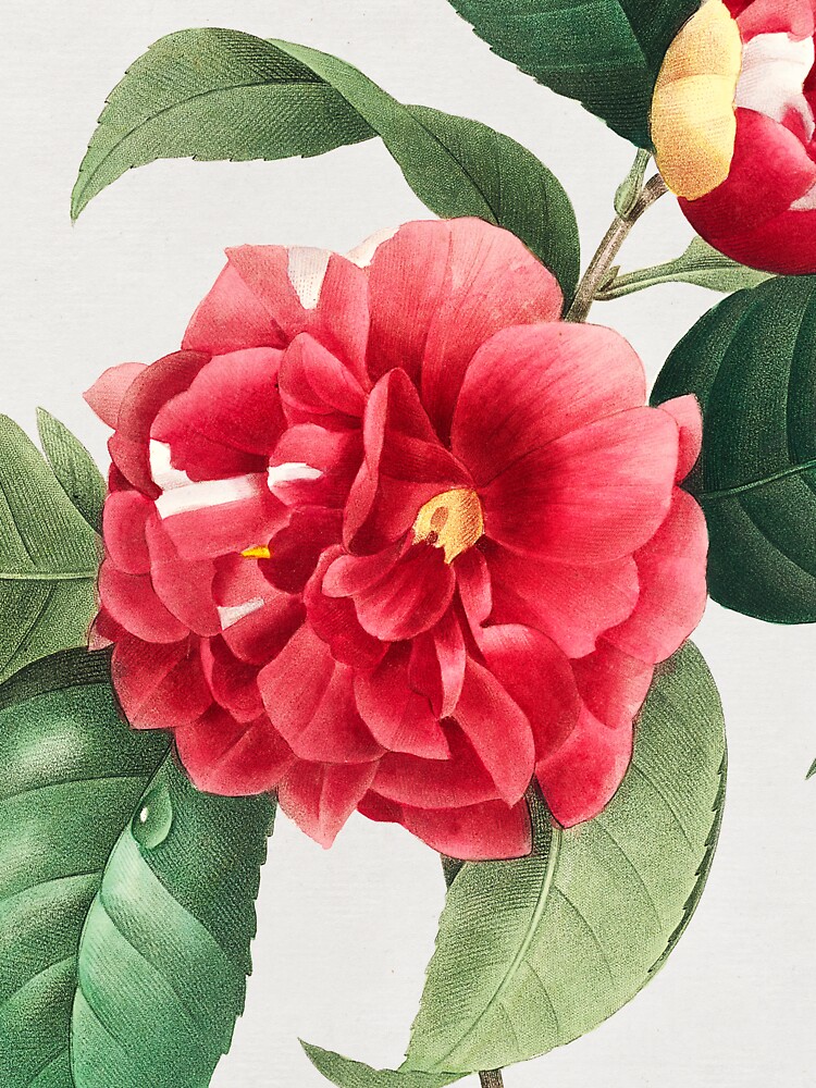 " Red rose botanical illustration vintage rose botanical vintage botanical rose prints" T