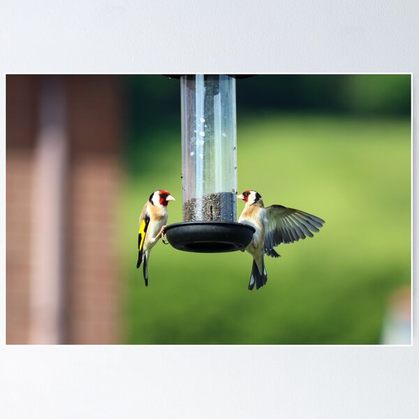 Item preview, Goldfinches on niger feeder designed and sold by GreyFeatherPhot.