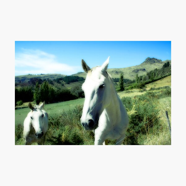 Horse Friends Photographic Print