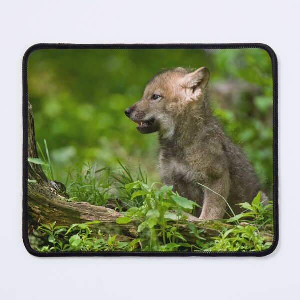 Item preview, Timber Wolf Pup designed and sold by Michael Cummings.