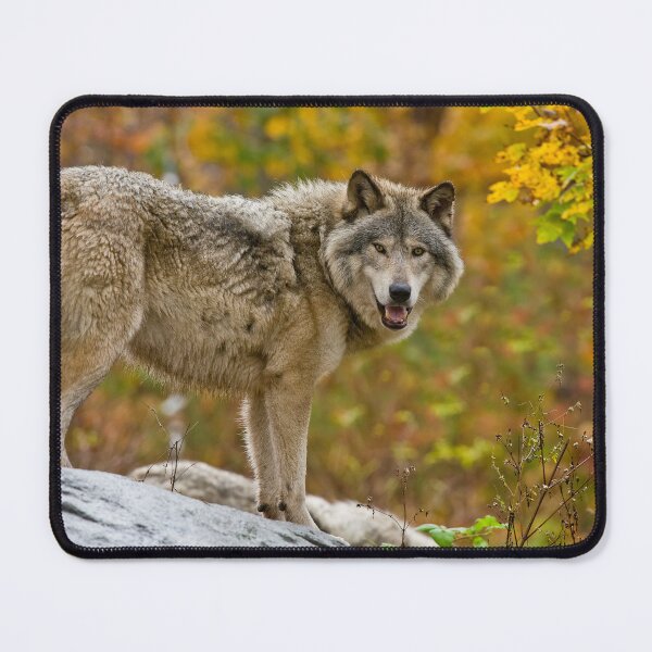Item preview, Gray Wolf designed and sold by Michael Cummings.