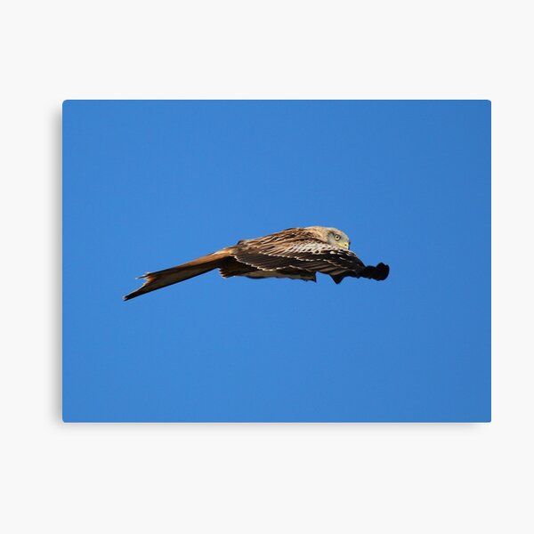 Item preview, Red Kite Glance designed and sold by Fearless-Fox.