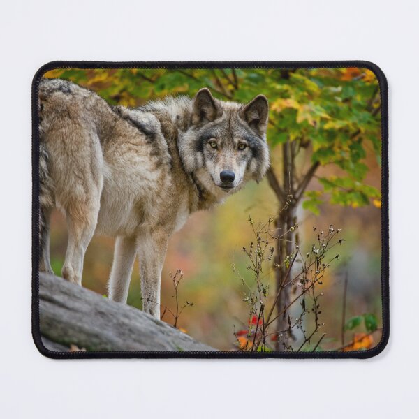 Item preview, Timber Wolf designed and sold by Michael Cummings.