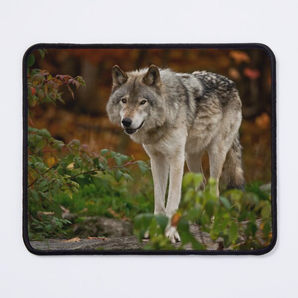 Item preview, Gray Wolf designed and sold by Michael Cummings.