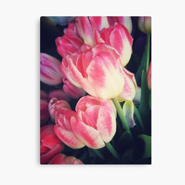 Tulip Lovers - Dramatic Pink Tulips Art Photography Canvas Print