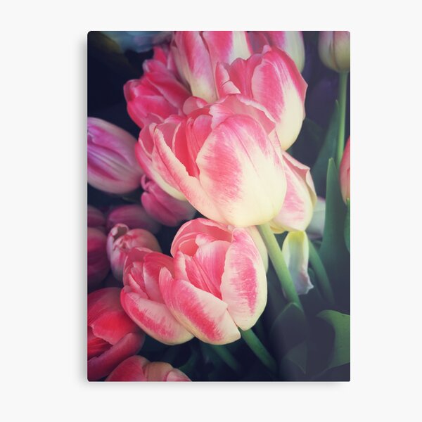Tulip Lovers - Dramatic Pink Tulips Art Photography Metal Print