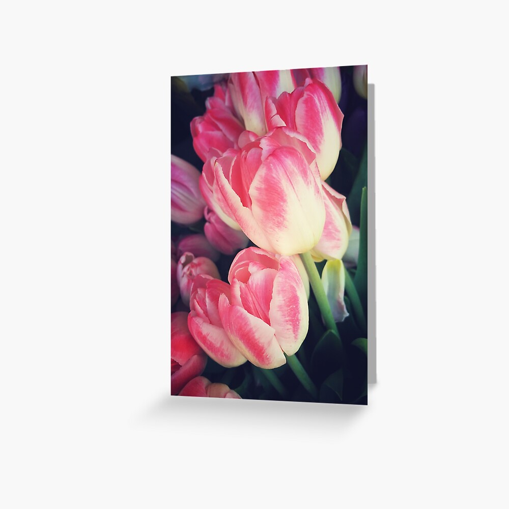 Tulip Lovers - Dramatic Pink Tulips Art Photography Greeting Card