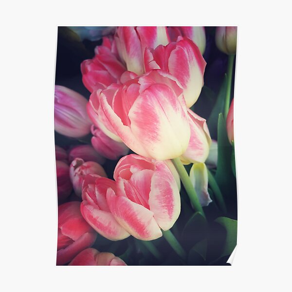Tulip Lovers - Dramatic Pink Tulips Art Photography Poster