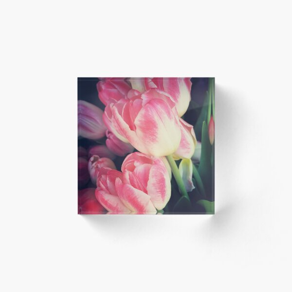 Tulip Lovers - Dramatic Pink Tulips Art Photography Acrylic Block
