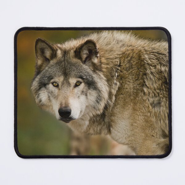 Item preview, Gray Wolf designed and sold by Michael Cummings.