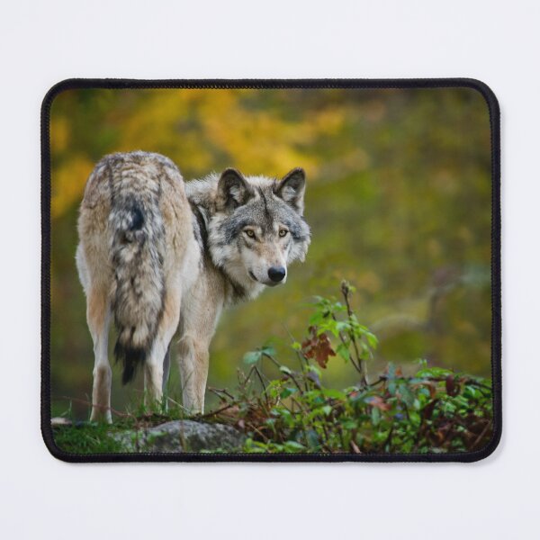 Item preview, Gray Wolf designed and sold by Michael Cummings.