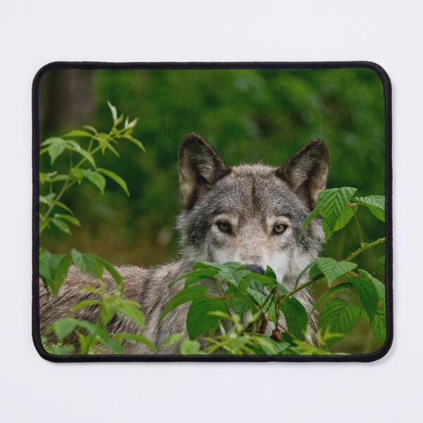 Item preview, Grey Wolf designed and sold by Michael Cummings.