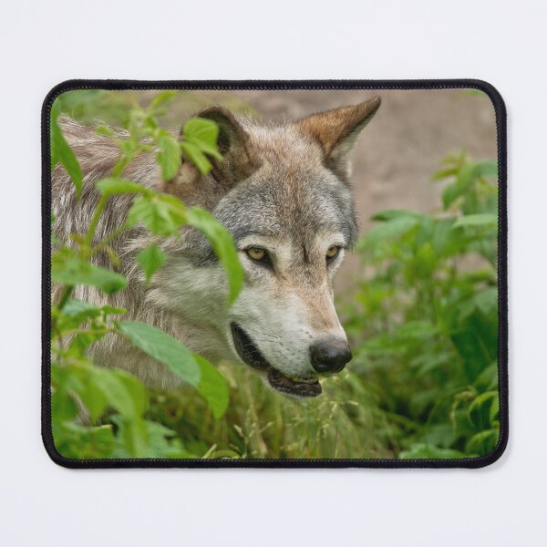 Item preview, Gray Wolf designed and sold by Michael Cummings.