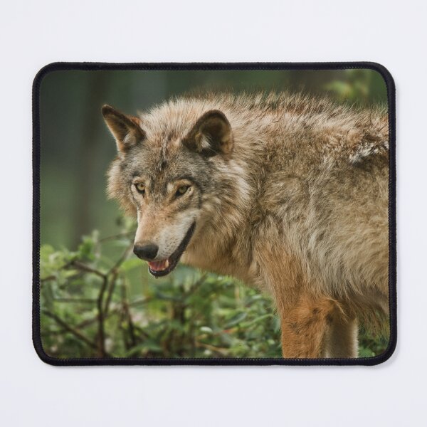Item preview, Timber Wolf designed and sold by Michael Cummings.
