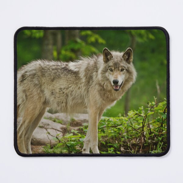 Item preview, Grey Wolves designed and sold by Michael Cummings.