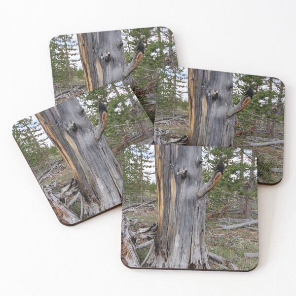 Item preview, Weathered Old Tree Stump Photo Forest designed and sold by Willyboy16.