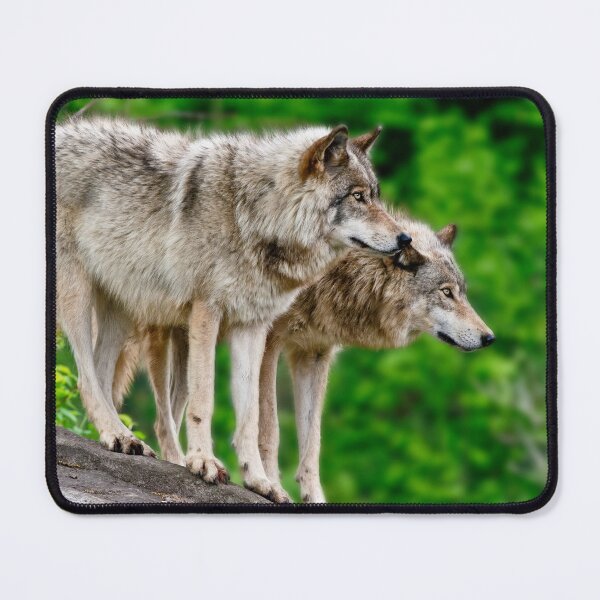 Item preview, Gray Wolves designed and sold by Michael Cummings.