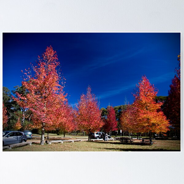 Item preview, Autumn Pinic At Mt.Wilson designed and sold by MiImages.