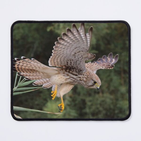 Item preview, Common kestrel attack designed and sold by Alexandrezorro.
