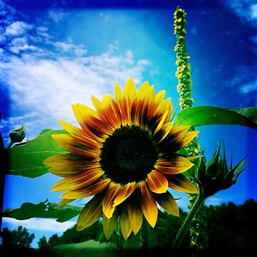 Artwork thumbnail, Sunflower Lover - Sunflower Art Photography by OneDayArt