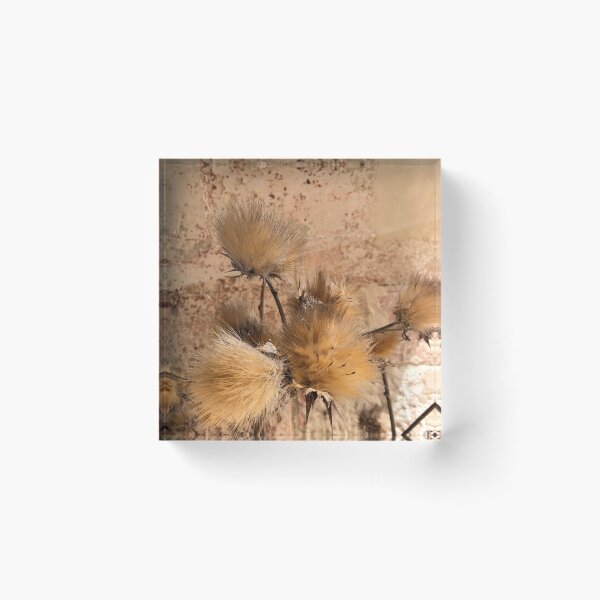 Item preview, Beige Dry Plant, Neutral, Natural  designed and sold by suekieper.