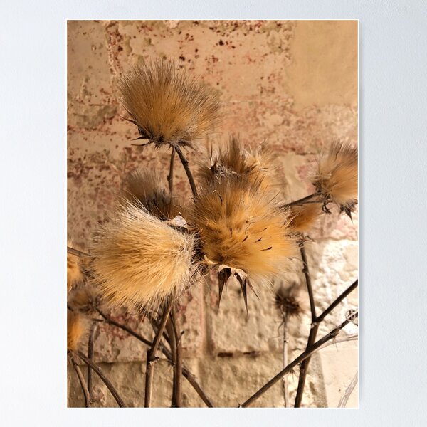 Item preview, Beige Dry Plant, Neutral, Natural  designed and sold by suekieper.