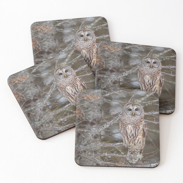 Item preview, Barred Owl designed and sold by jendevosphoto.