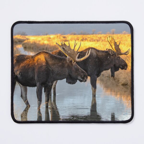 Item preview, Bull Moose designed and sold by jendevosphoto.