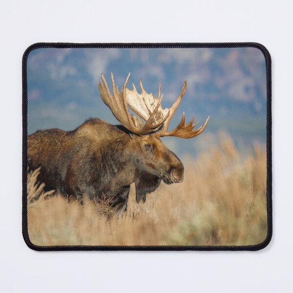Item preview, Bull Moose profile designed and sold by jendevosphoto.