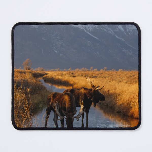 Item preview, Moose in stream designed and sold by jendevosphoto.