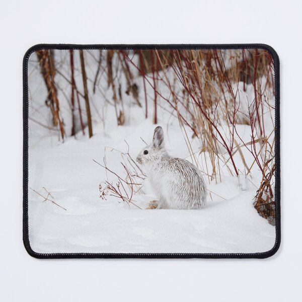 Item preview, Snowshoe hare in winter designed and sold by jendevosphoto.