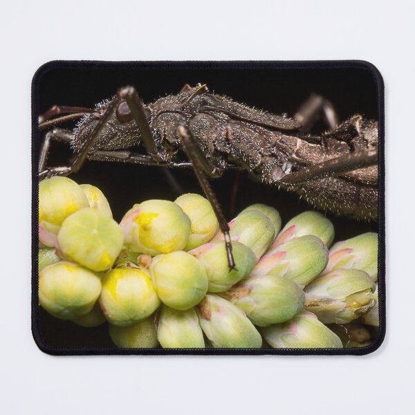Item preview, Unique and organic photo of a husk resting on flower designed and sold by AvonPerception.