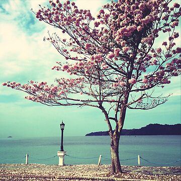 Artwork thumbnail, Blooms by the Sea - Panama Landscape - Pink Guayacan Tree by OneDayArt
