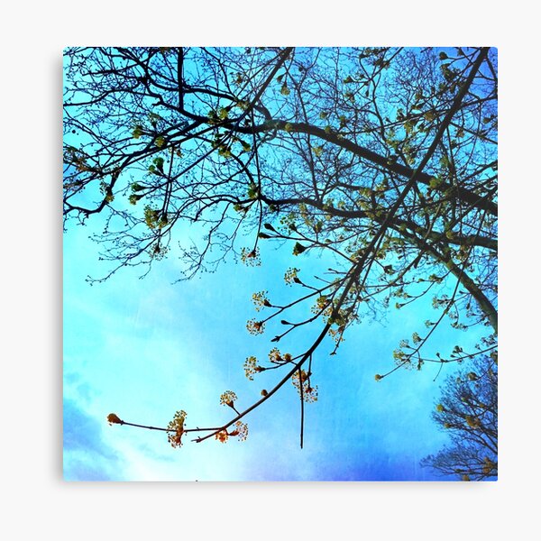 Gift for Nature Lovers - Spring blooms at dusk Metal Print