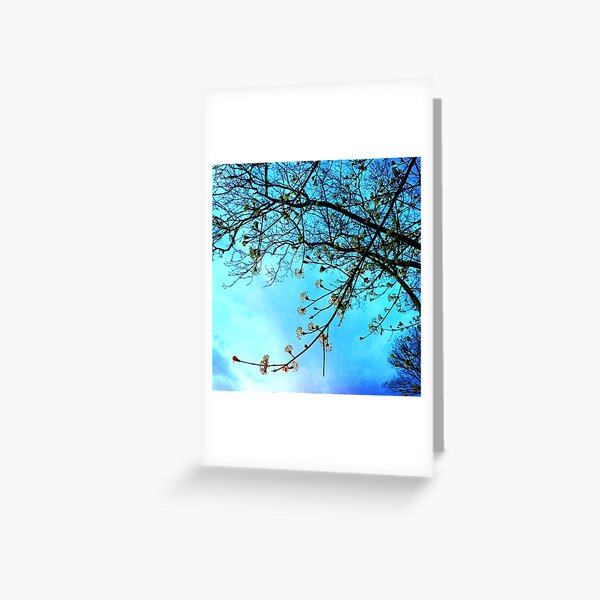 Gift for Nature Lovers - Spring blooms at dusk Greeting Card